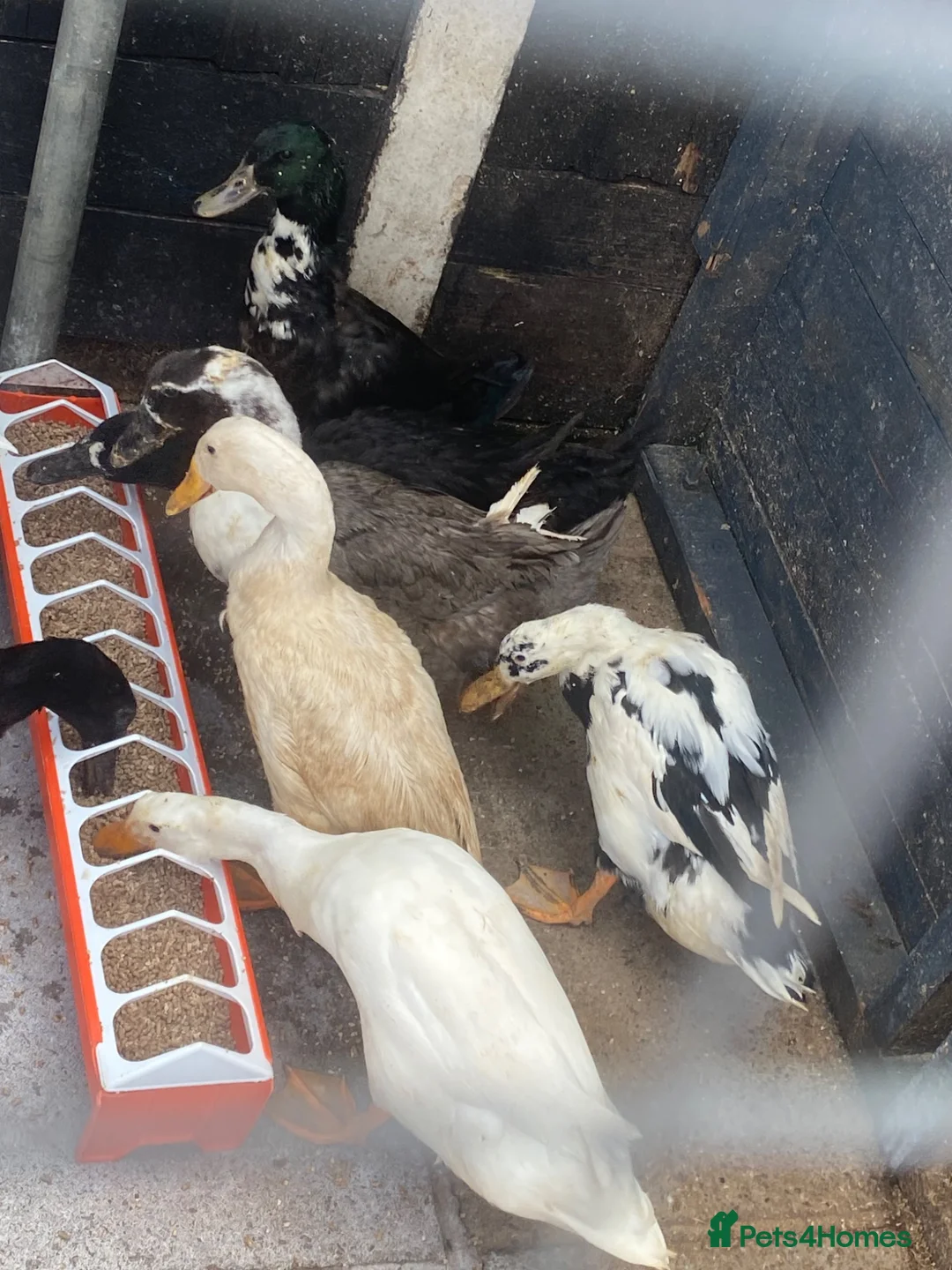 Ducks poultry for sale: 8 ducks - Advert 6