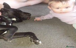 Mixed Breed dogs for sale: Cane Corso cross - Image 1