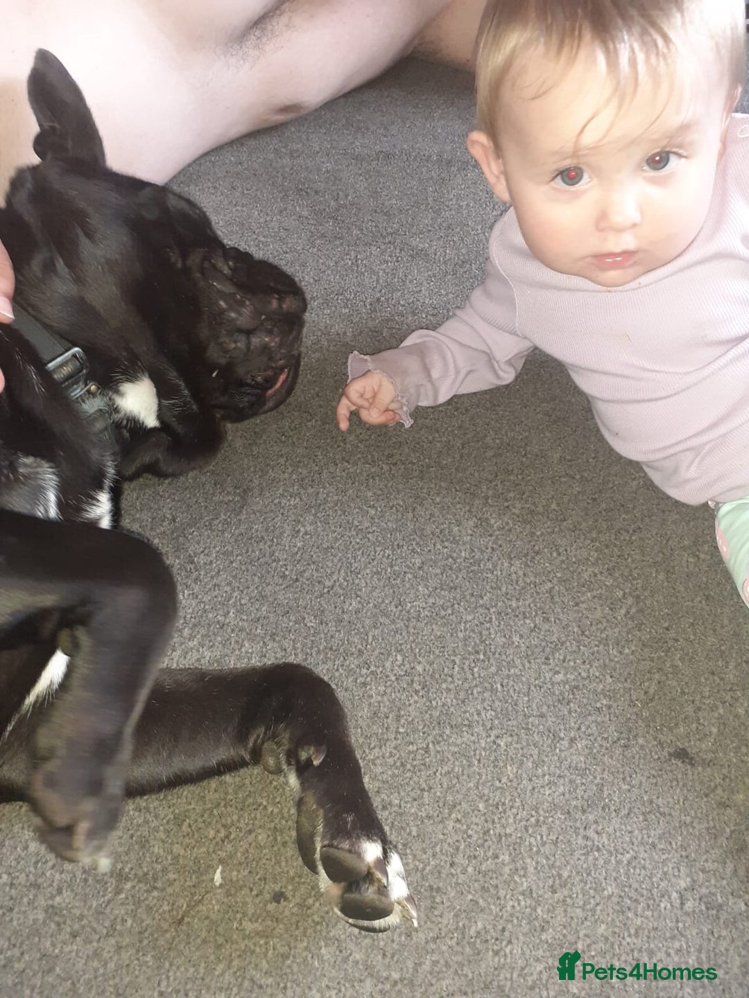 Mixed Breed dogs for sale: Cane Corso cross - Image 1