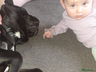 Mixed Breed dogs - Advert 2