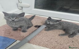 Mixed Breed cats for sale: 2 Beautiful Gray colored kittens - Image 1