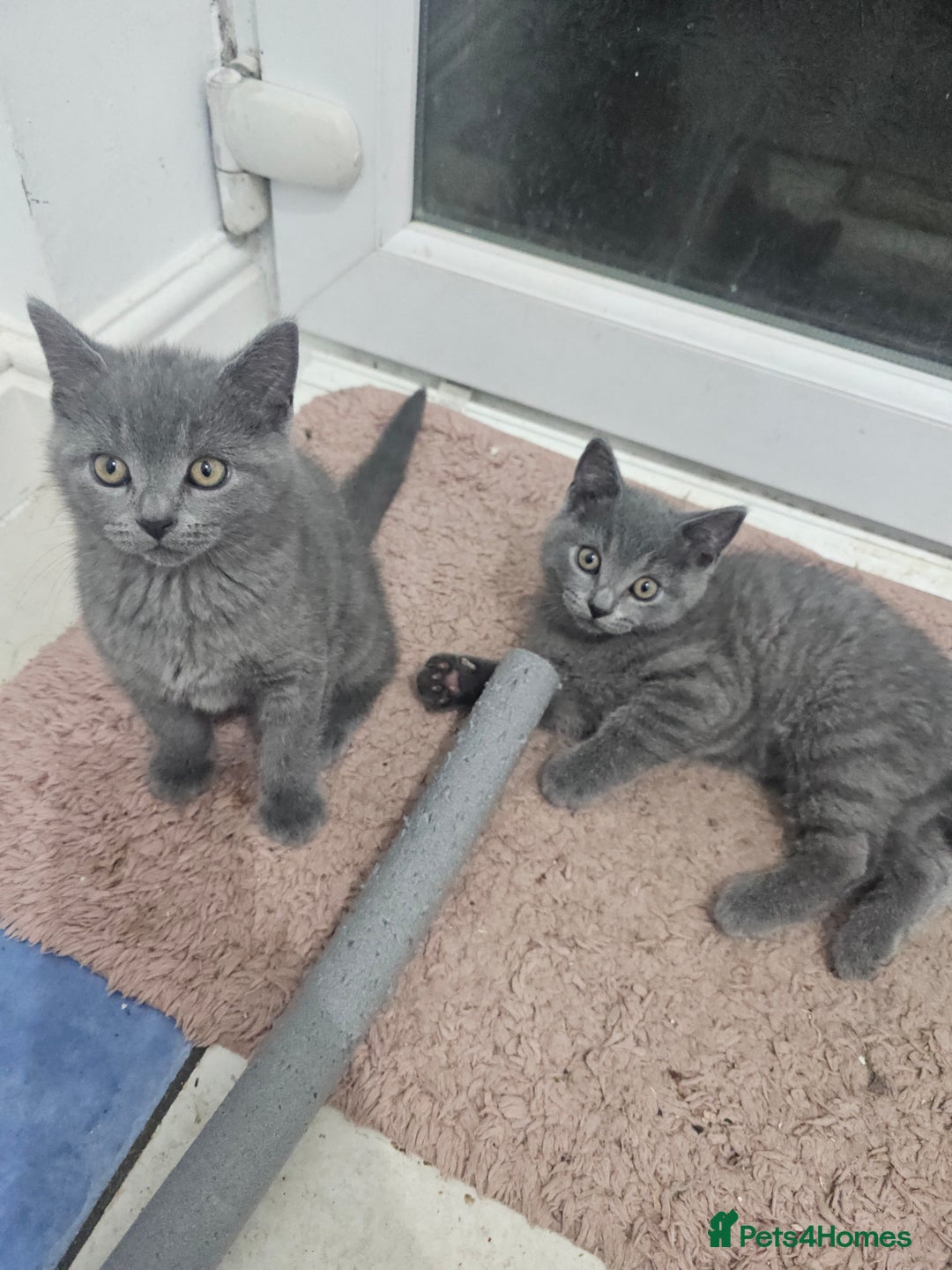 Mixed Breed cats for sale: 2 Beautiful Gray colored kittens - Image 1