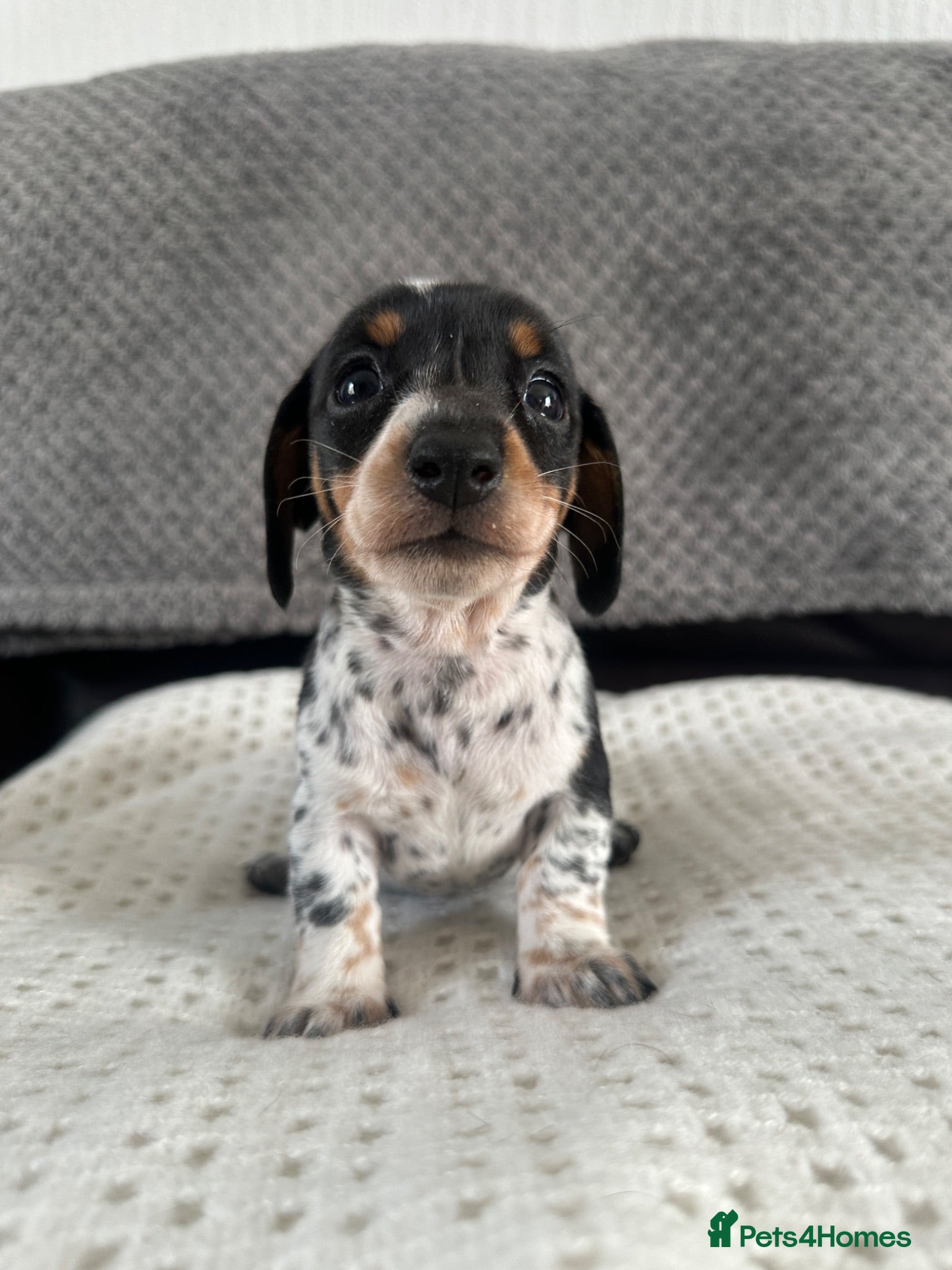 Dachshund dogs 5 Dachshund Puppies  - Advert 2