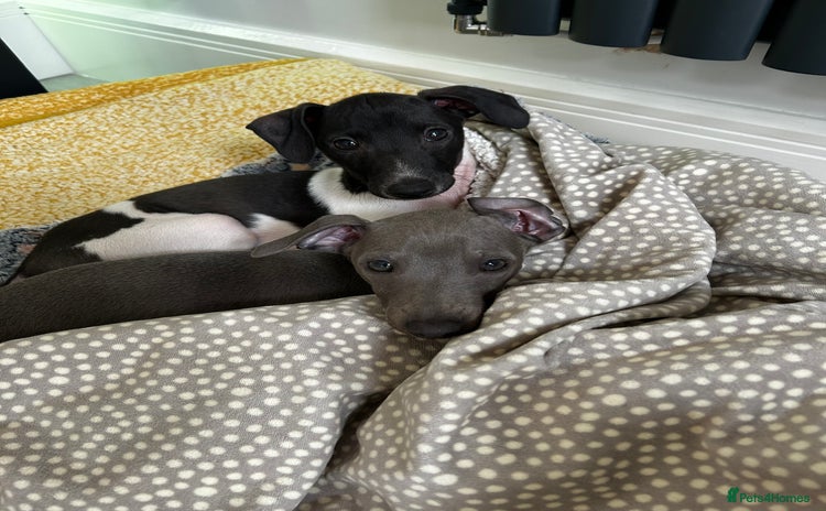 Italian Greyhound dogs - Advert 4