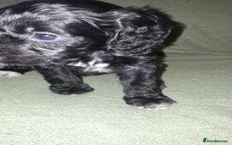 Cockapoo dogs for sale: F2b cockapoo puppies - Image 7