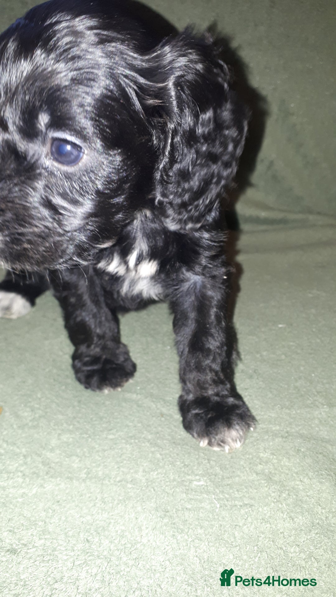 Cockapoo dogs for sale: F2b cockapoo puppies - Image 7