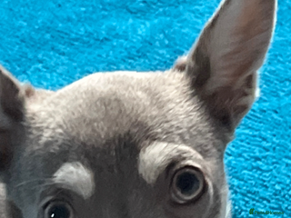 Chihuahua dogs Female Chihuahua - Advert 4