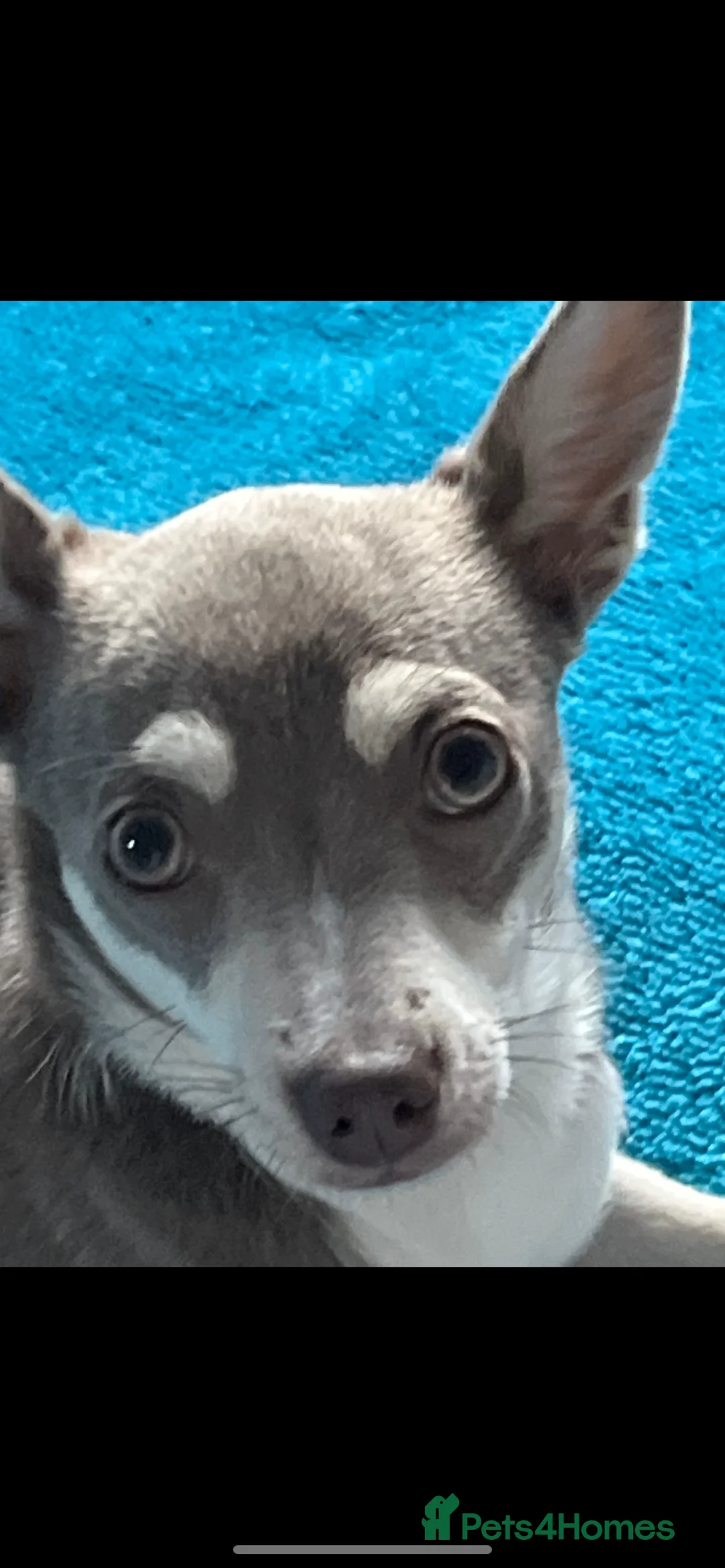 Chihuahua dogs for sale: Female Chihuahua  - Advert 1