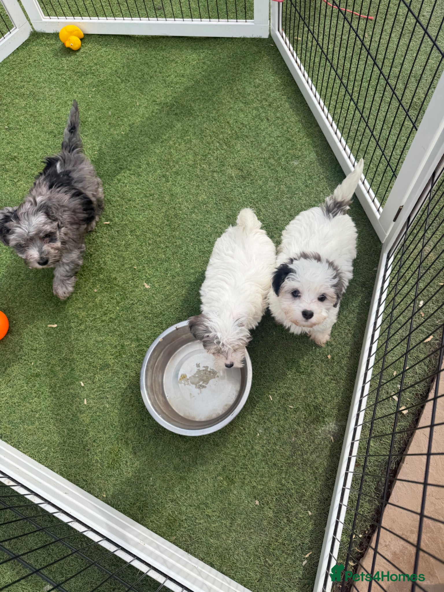Maltipoo dogs Ready to leave ! 3 beautiful Maltipoos  - Advert 2