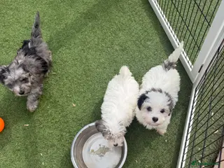 Maltipoo dogs Ready to leave ! 3 beautiful Maltipoos - Advert 4