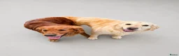 Golden Retriever dogs for sale: 5 KC registered Golden Retriever boys - Advert 7