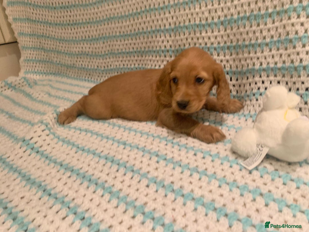 Cocker Spaniel dogs for sale: Cocker spaniel puppies  - Advert 2