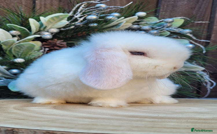 Mini Lop rabbits Stunning pure bred mini lops bunnies available.  - Advert 3