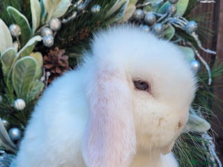Mini Lop rabbits Stunning pure bred mini lops bunnies available. - Advert 2