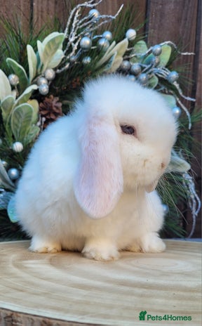 Mini Lop rabbits Stunning pure bred mini lops bunnies available. - Advert 2