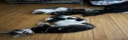 Mixed Breed cats for sale: Beautiful & Bonnie Boys & Mumma - Advert 2