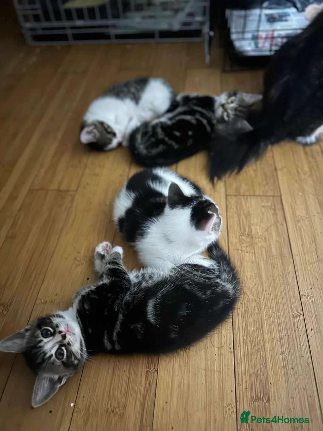 Mixed Breed cats for sale: Beautiful & Bonnie Boys & Mumma - Advert 2
