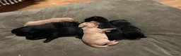 Labrador Retriever dogs for sale: Labrador Puppies - Advert 7