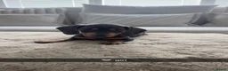Dachshund dogs for sale: 9 stunning dachshund puppies in immaculate health  in Durham - Advert 9