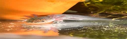 Axolotl reptiles for sale: Black Meleniod axolotls   - Advert 3