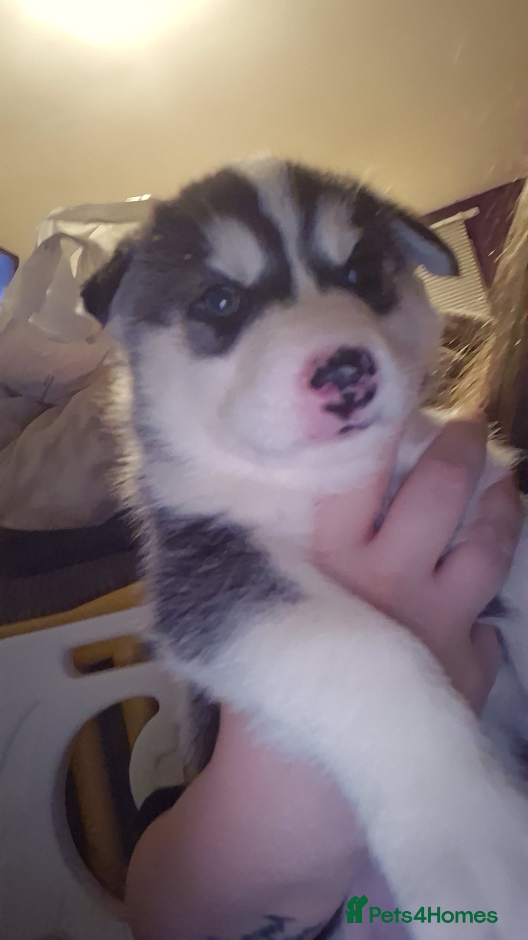 Alaskan Malamute dogs for sale: Beautiful husky malmute puppies ready NOW  - Advert 10