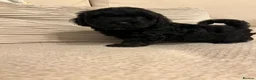 Shihpoo dogs for sale: Gorgeous f1 Shih poo puppies - Advert 7