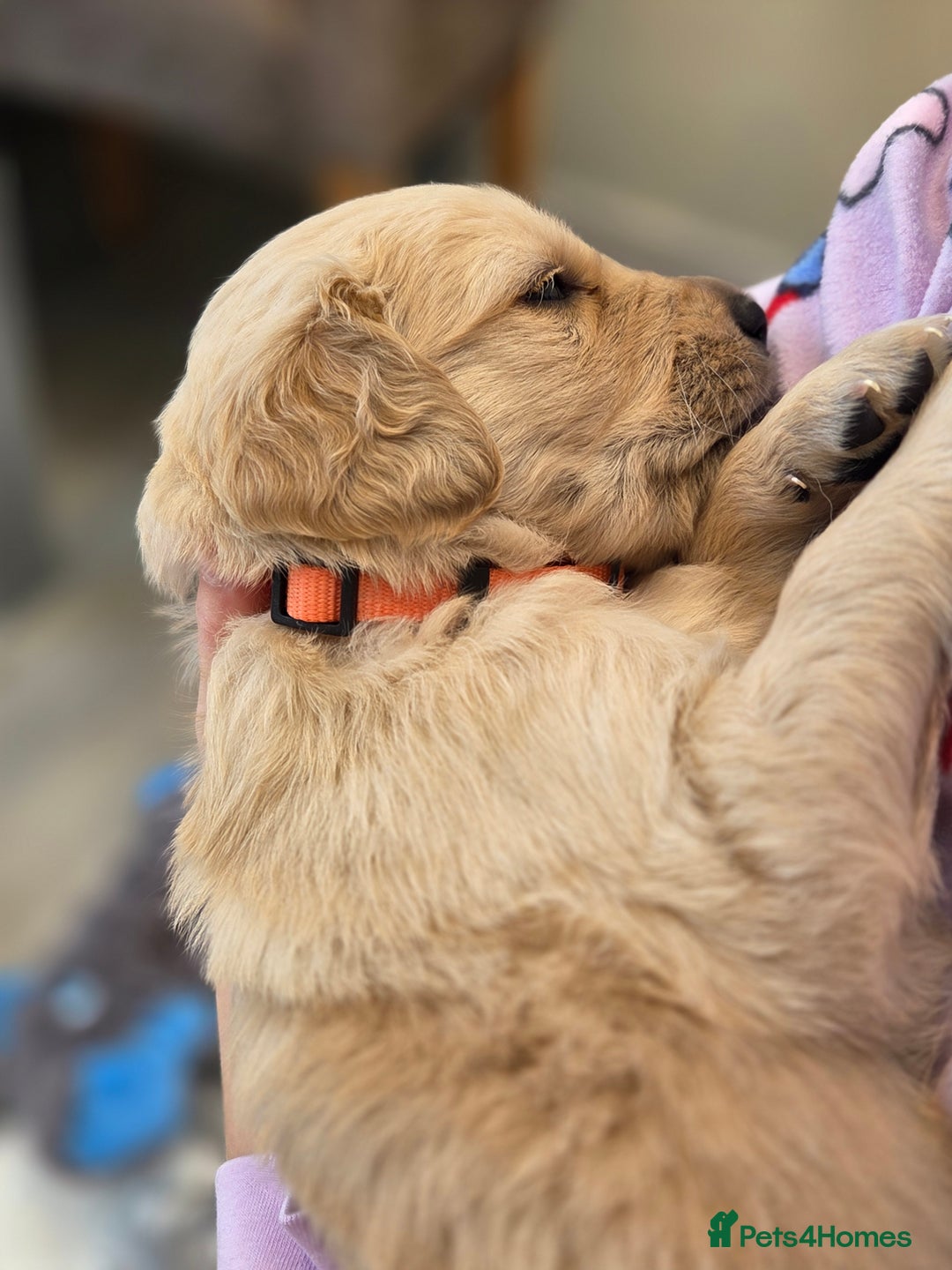 Golden Retriever dogs for sale: KC registered Beautiful Golden retriever puppies  - Advert 30