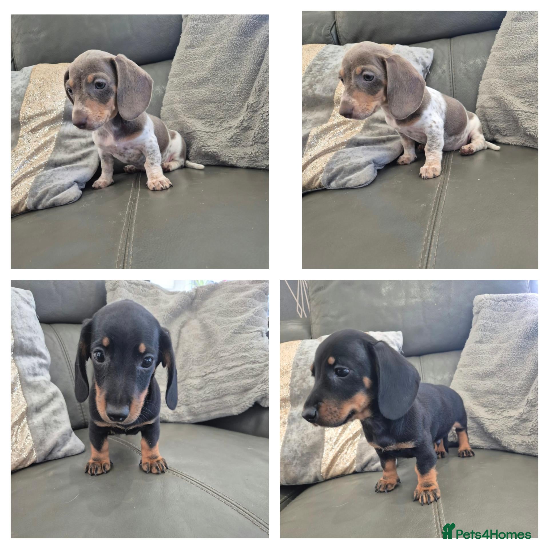 Miniature Dachshund dogs Dachshund pups - READY NOW - Advert 5