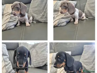 Miniature Dachshund dogs Dachshund pups - READY NOW - Advert 5