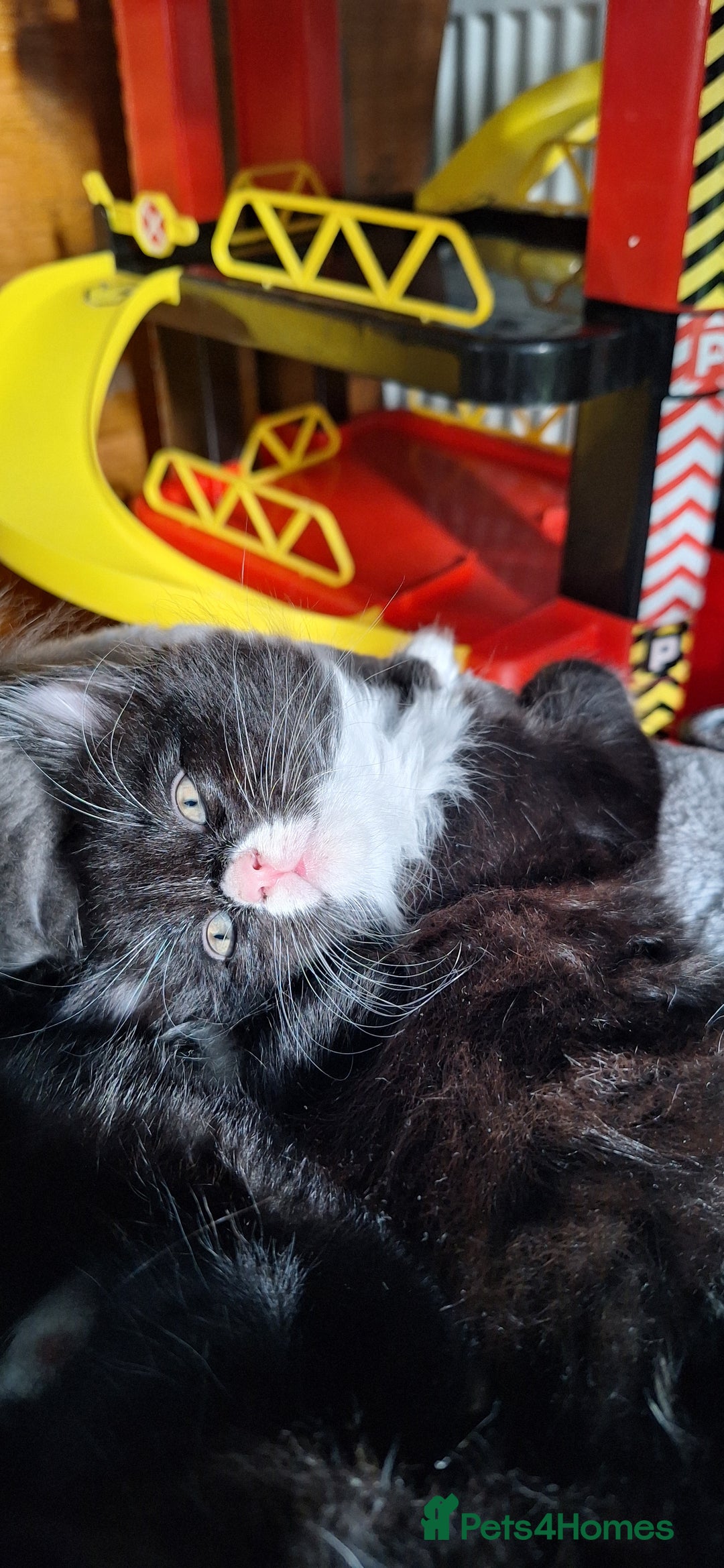 Mixed Breed cats for sale: Fluffy Kittens Gorgeous Personalities! 🐱💞 - Image 2