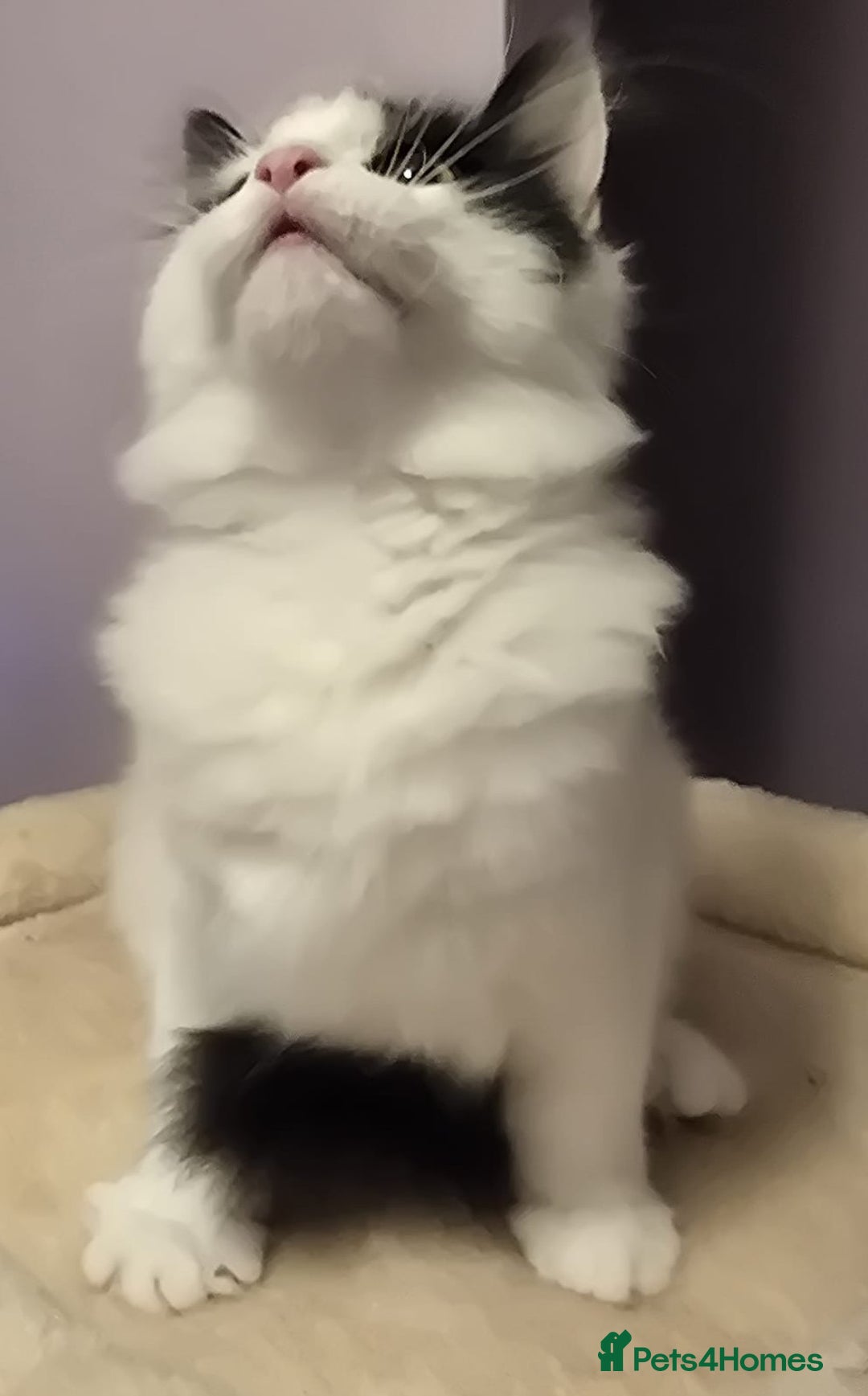 Siberian cats for sale: Beuatiful Siberian Male Kitten  - Image 2