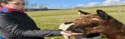 Alpaca livestock for sale: Special breeding  group of 10 stunning Alpaca in Llandovery - Advert 12