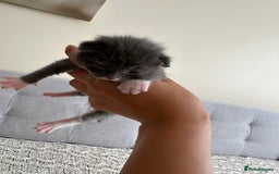 British Shorthair cats for sale: British Short kittens - Image 12