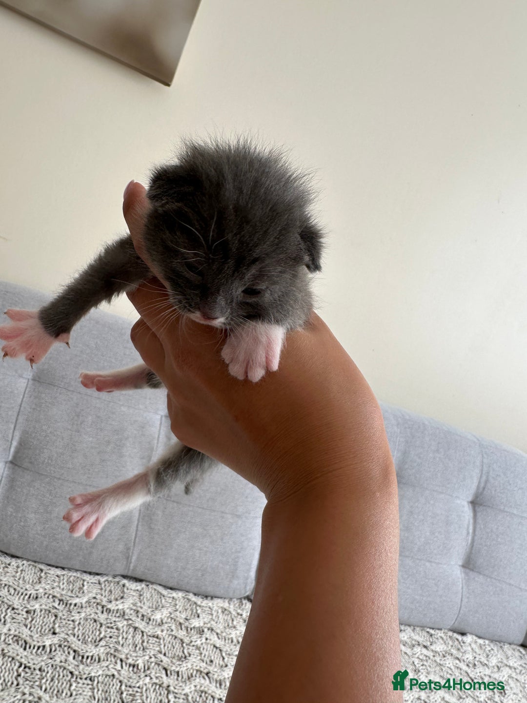 British Shorthair cats for sale: British Short kittens - Image 12