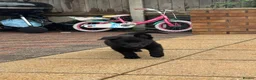 German Shepherd dogs for sale: BLACK TOP QUALITY CZECH GERMAN SHEPHERD PUPPY!! - Advert 13