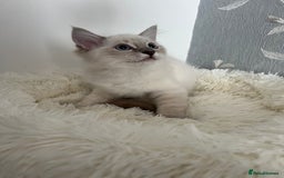 Ragdoll cats for sale: Ragdoll kittens  - Image 2