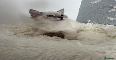 Ragdoll cats - Advert 2