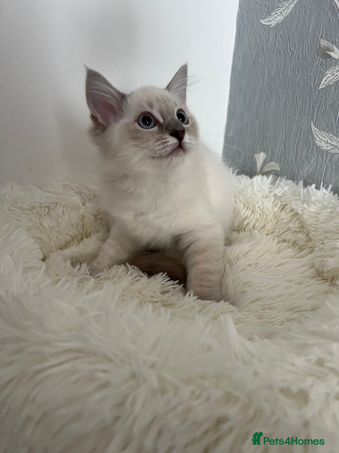 Ragdoll cats for sale: Ragdoll kittens  - Image 2