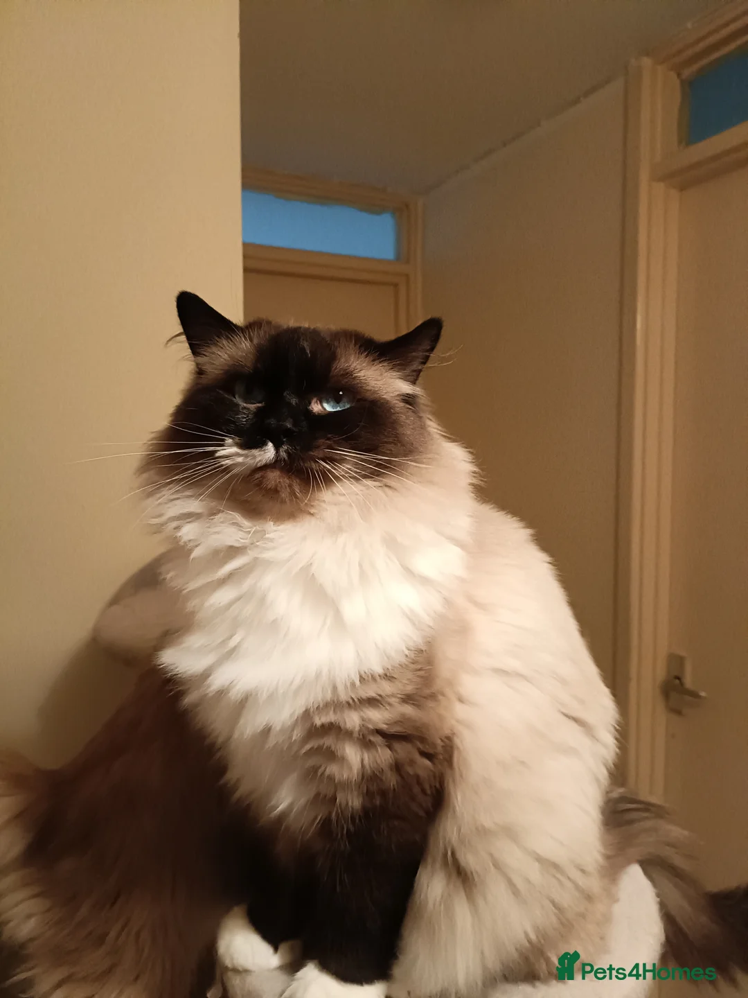 Ragdoll cats for stud: Beautiful Ragdoll male in Telford - Advert 7