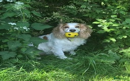 Cockapoo dogs for sale: Lemon & white cocker spaniel & Cockerpoo puppies - Advert 2