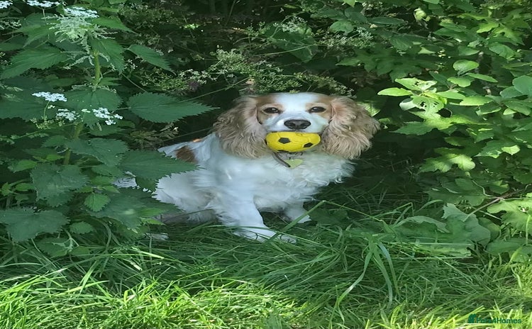 Cockapoo dogs - Advert 11