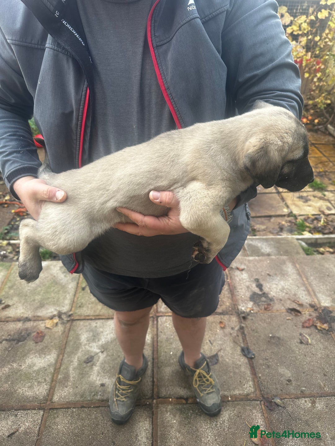 Turkish Kangal dogs for sale: TURKISH KANGAL PUPPIES  - Image 5
