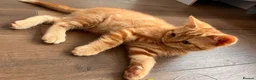 Mixed Breed cats for sale: Mixed Scottish fold straight ears  - Advert 4