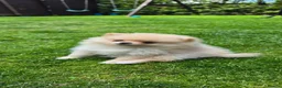 Pomeranian dogs for sale: Xclusive KC register pomeranian puppies in Edgware - Advert 6
