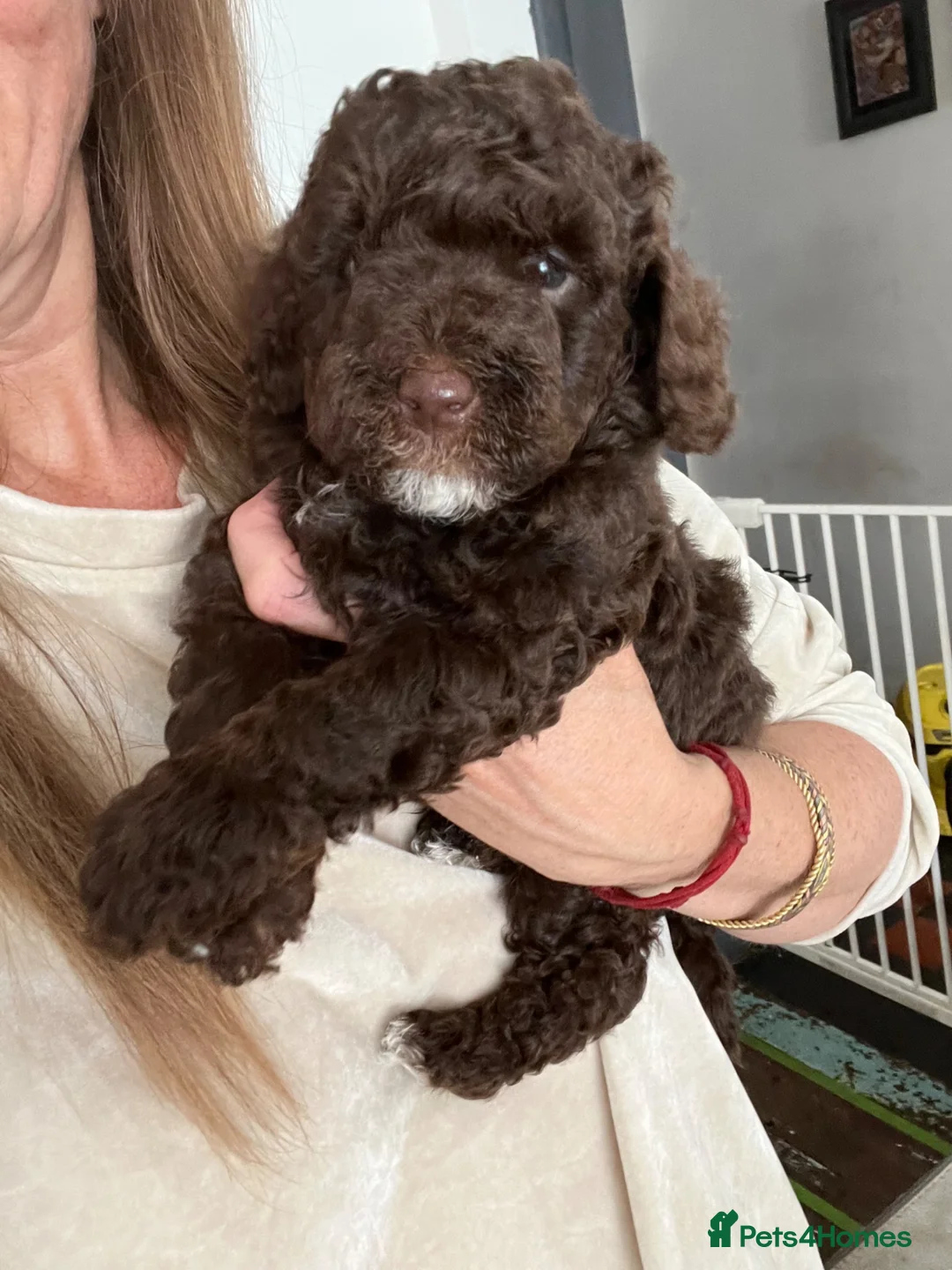 Mixed Breed dogs for sale: Brown phantom Male Poodle  - Advert 1