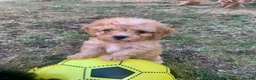 Cockapoo dogs for sale: Stunning F1B toy cockapoo puppies  - Advert 5