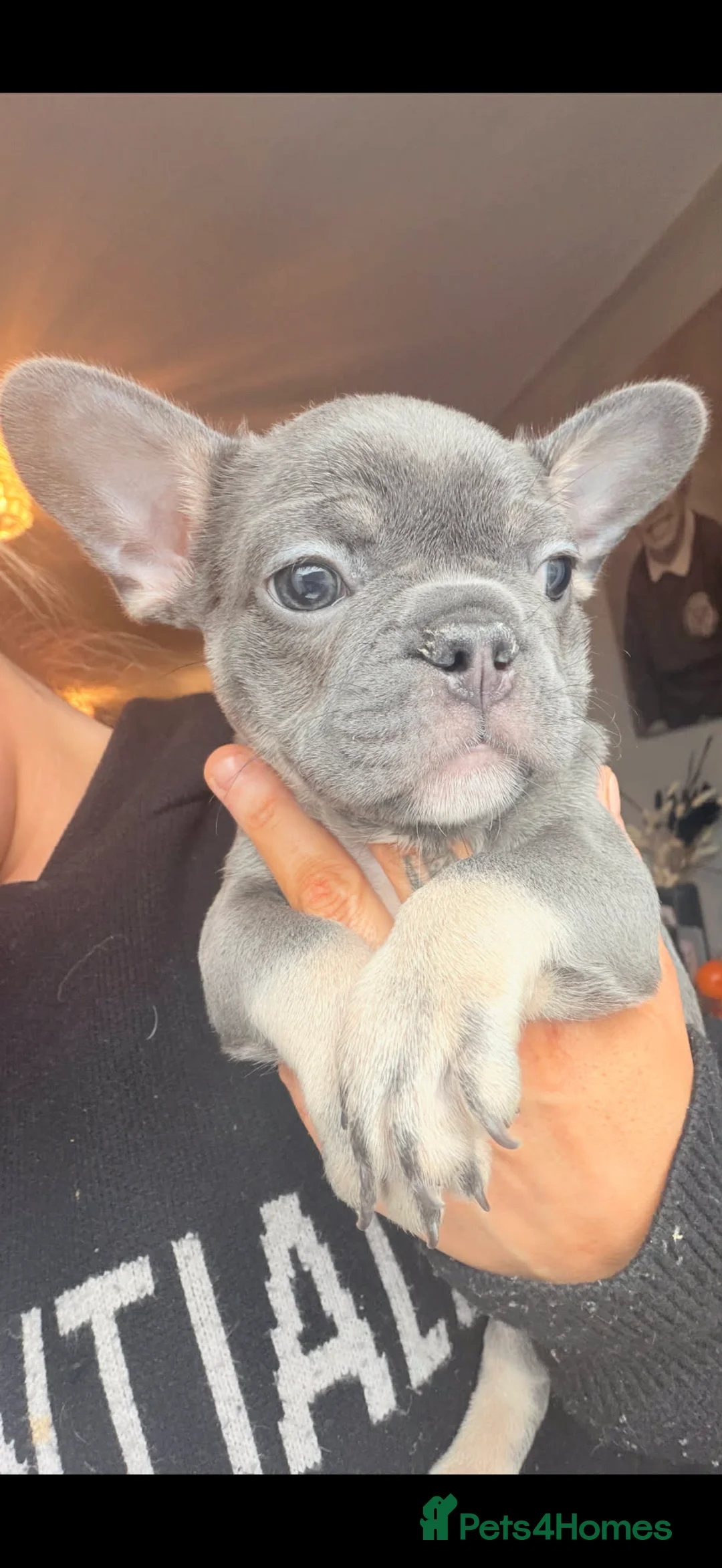 French Bulldog dogs for sale: Three KC registered French bulldogs  - Advert 2