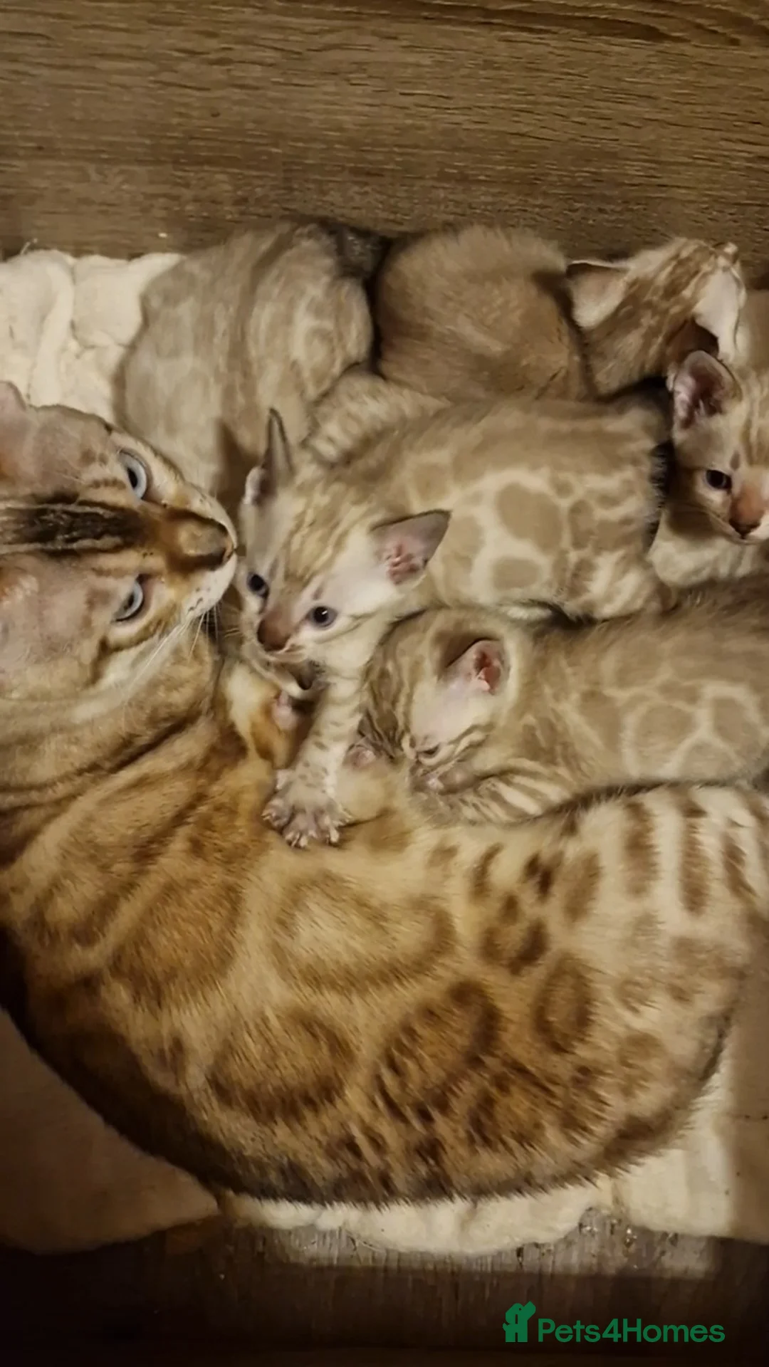 Bengal cats for sale: TICA Registered Snow Lynx Bengals–Open Reservation - Advert 2