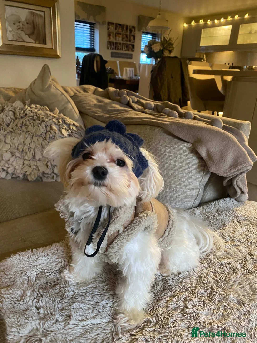 Maltese dogs for stud: Charlie Maltese stud - Advert 2