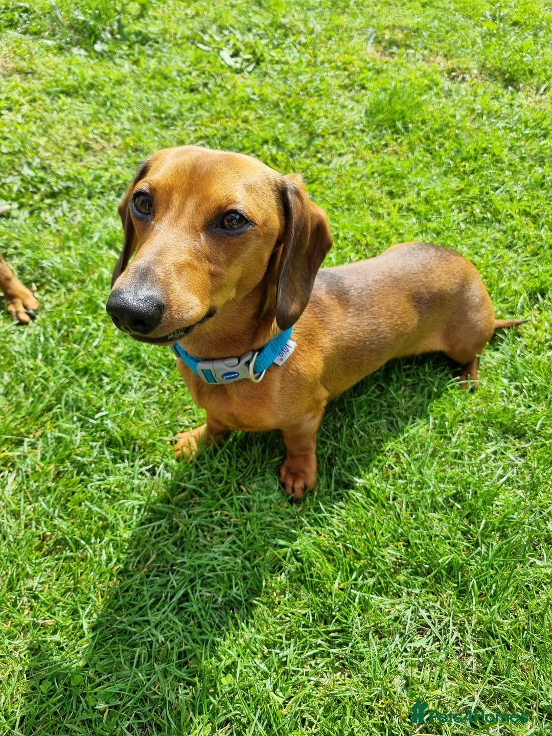 Miniature Dachshund dogs for sale: 1 left KC, PRA Clear, miniature dachshund pups  - Image 14